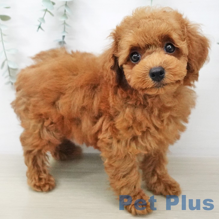 埼玉県のトイプードル(トイ) (ペットプラス新座店/2025年6月11日生まれ/男の子/レッド)の子犬