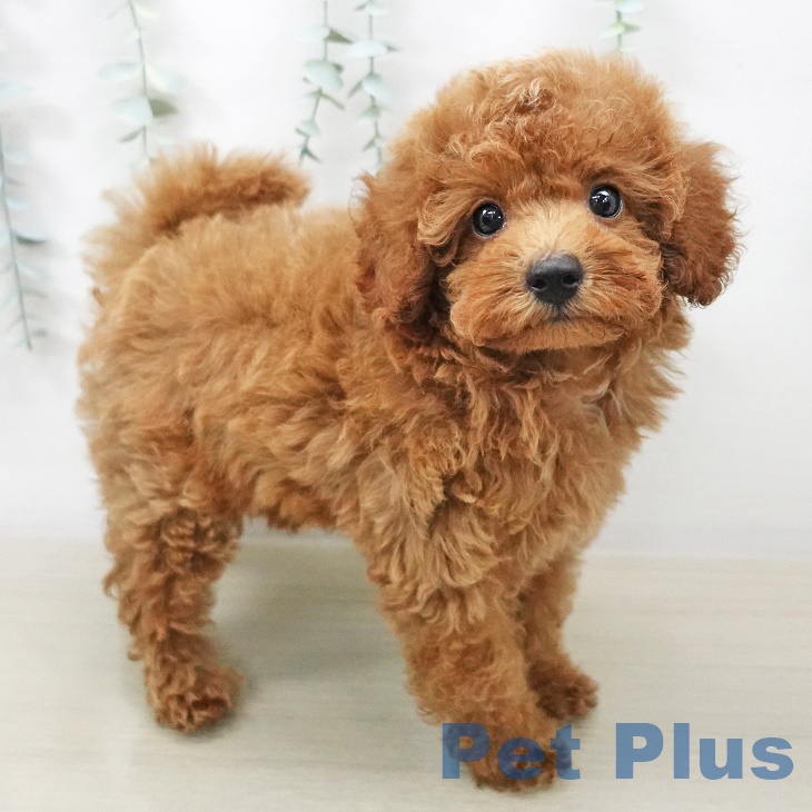 茨城県のトイプードル(トイ) (ペットプラスつくば店/2025年6月17日生まれ/女の子/レッド)の子犬の2枚目の画像