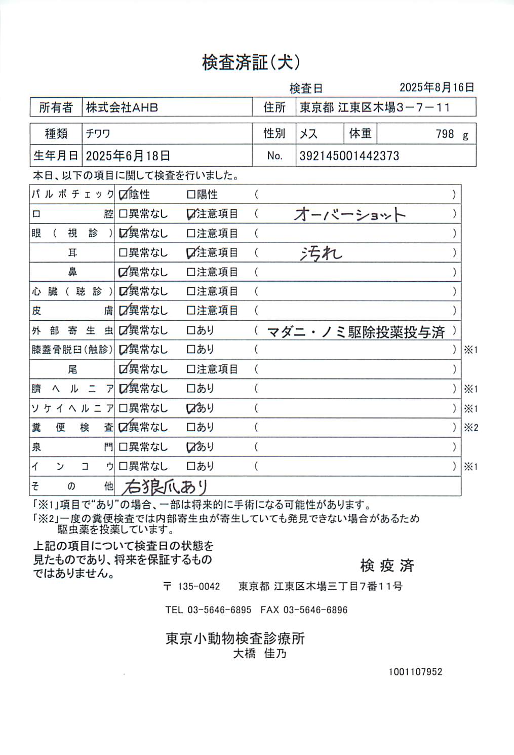 チワワ