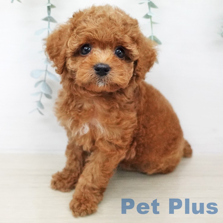 埼玉県のトイプードル(トイ) (ペットプラス羽生店/2025年6月17日生まれ/女の子/レッド)の子犬