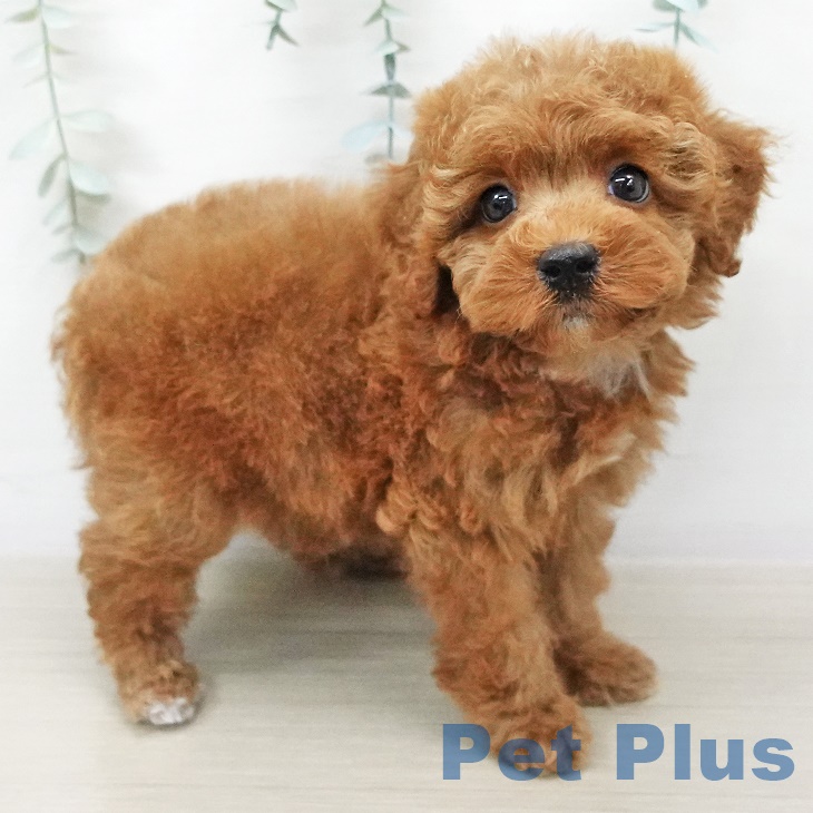 埼玉県のトイプードル(トイ) (ペットプラス羽生店/2025年6月17日生まれ/女の子/レッド)の子犬
