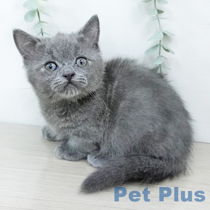 熊本県のマンチカン (ペットプラス熊本店/2025年6月19日生まれ/男の子/ブルー)の子猫の1枚目の画像