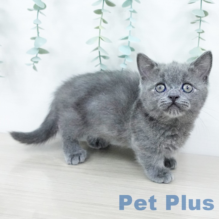 熊本県のマンチカン (ペットプラス熊本店/2025年6月19日生まれ/男の子/ブルー)の子猫の2枚目の画像