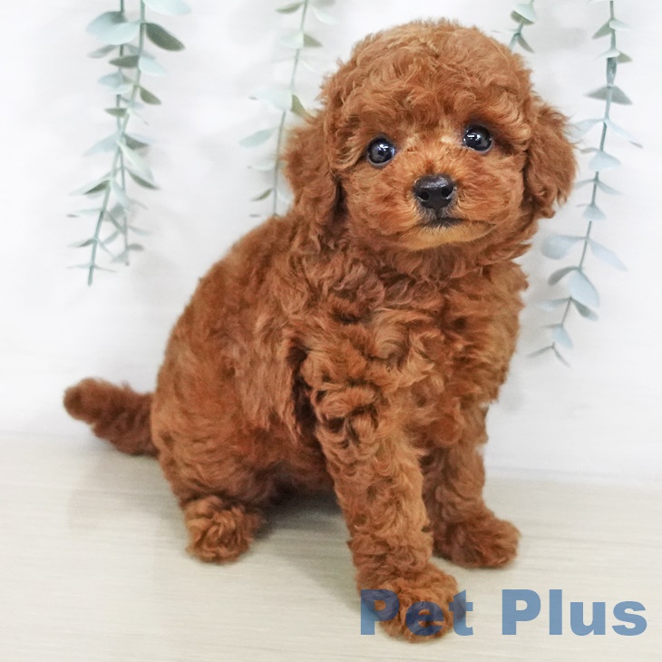 東京都のトイプードル(トイ) (ペットプラス日の出店/2025年6月19日生まれ/男の子/レッド)の子犬の1枚目の画像