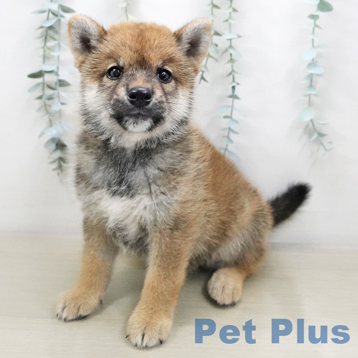岩手県の柴犬(標準サイズ) (ペットプラス盛岡南店/2025年6月19日生まれ/男の子/赤)の子犬