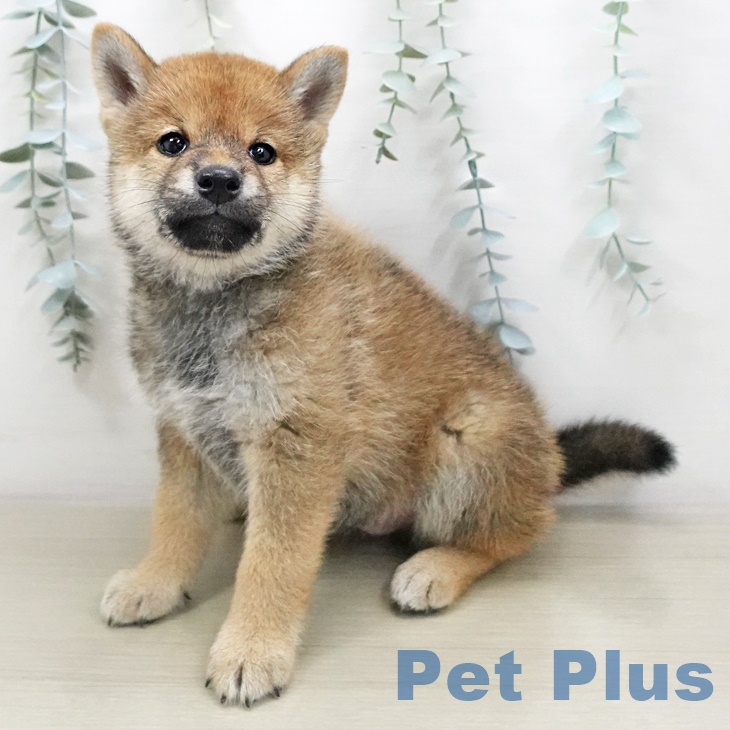 埼玉県の柴犬(標準サイズ) (ペットプラス川口店/2025年6月19日生まれ/男の子/赤)の子犬の1枚目の画像