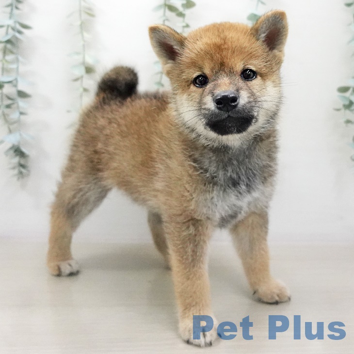 埼玉県の柴犬(標準サイズ) (ペットプラス川口店/2025年6月19日生まれ/男の子/赤)の子犬の2枚目の画像