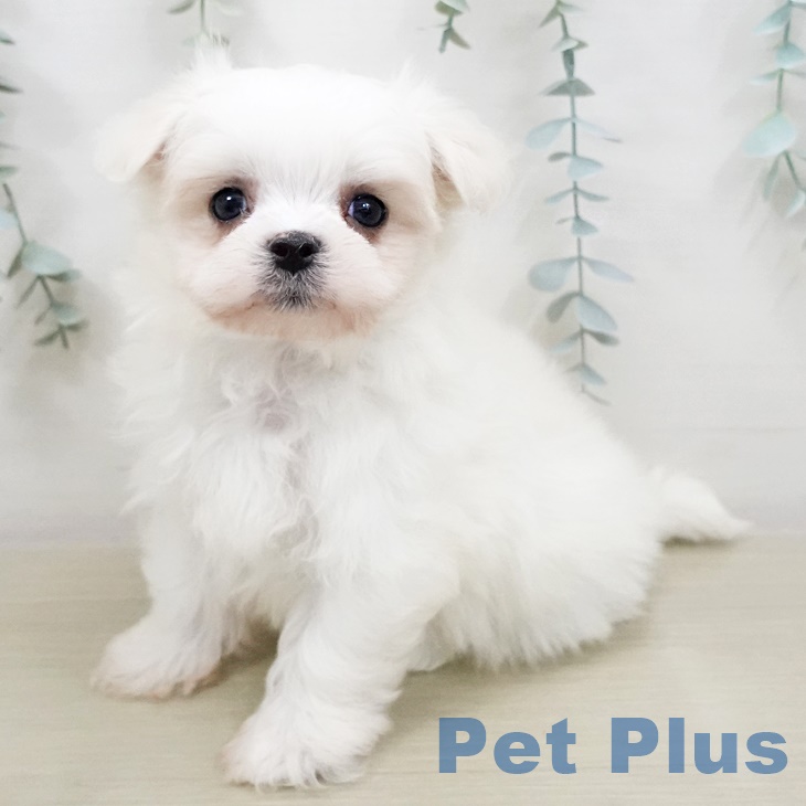 群馬県のマルチーズ (ペットプラス前橋店/2025年6月20日生まれ/男の子/ホワイト)の子犬