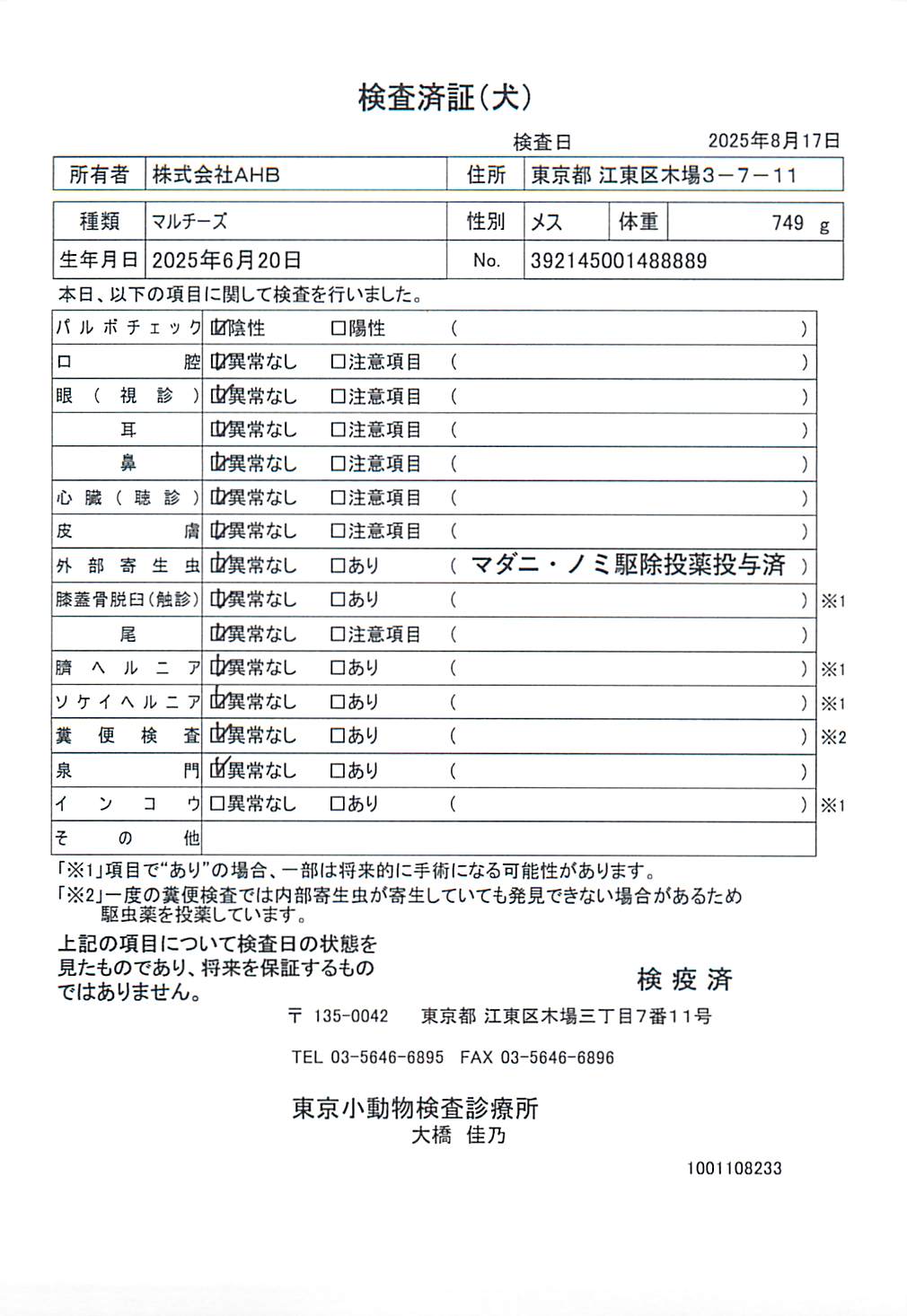 マルチーズ