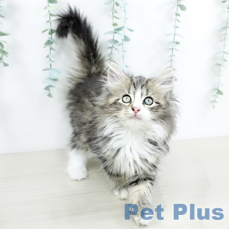 ノルウェージャンフォレストキャットの写真2