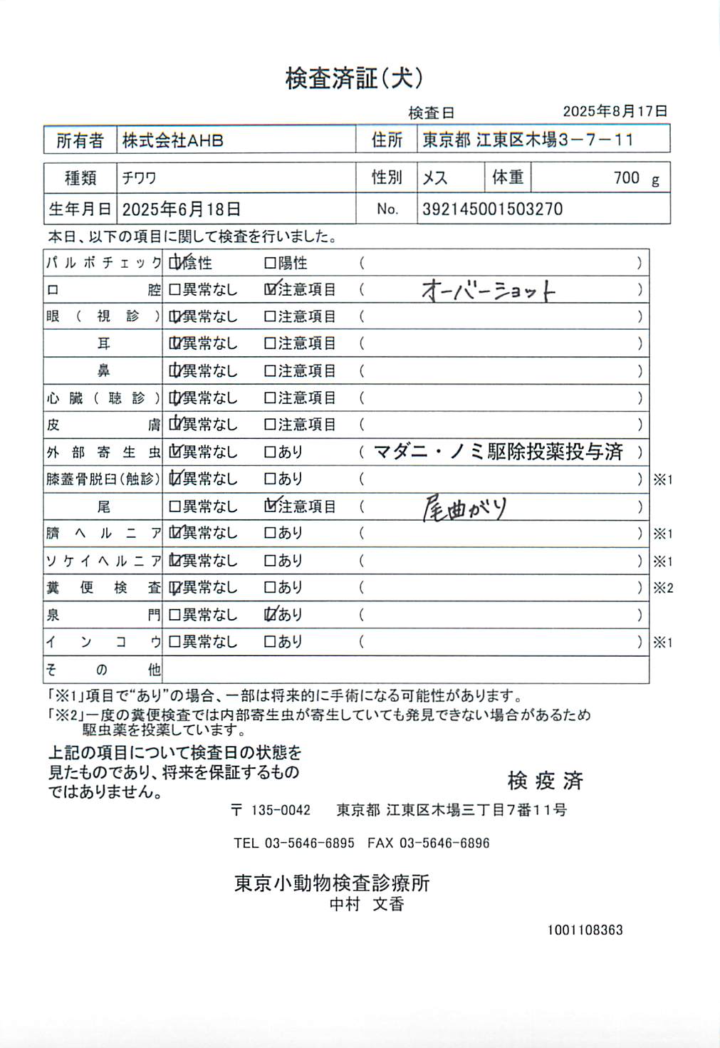 チワワ