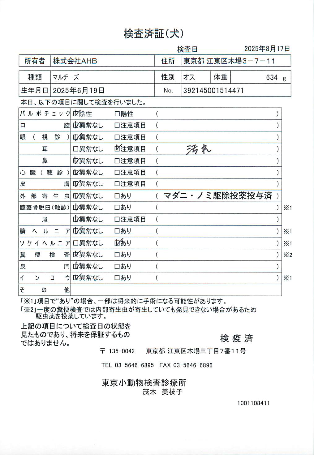 マルチーズ