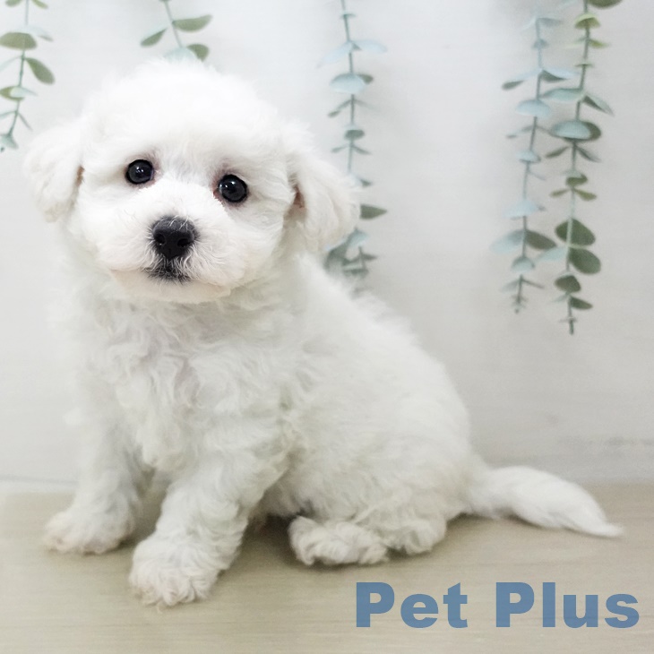 埼玉県のビションフリーゼ (ペットプラス羽生店/2025年6月16日生まれ/男の子/ホワイト)の子犬