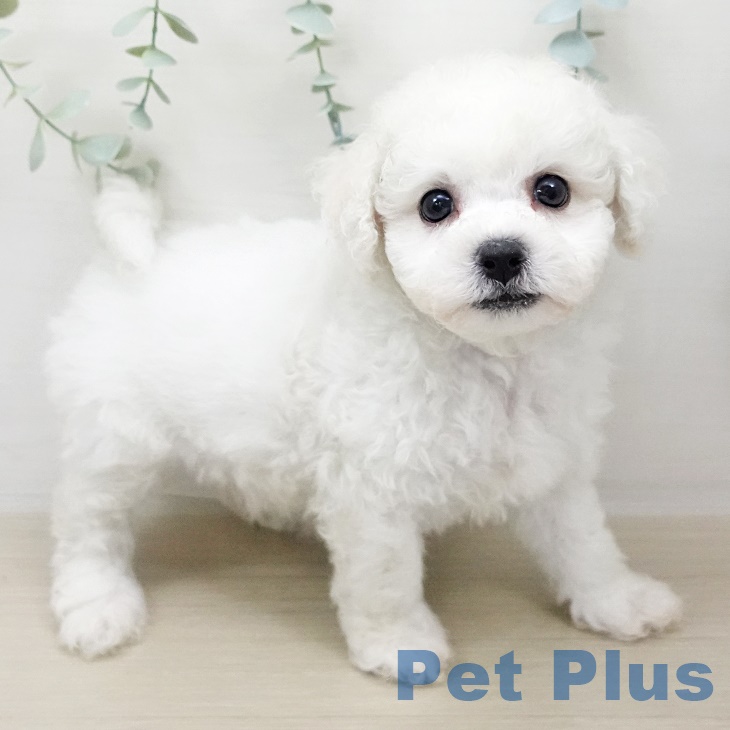 山形県のビションフリーゼ (ペットプラス天童店/2025年6月16日生まれ/男の子/ホワイト)の子犬