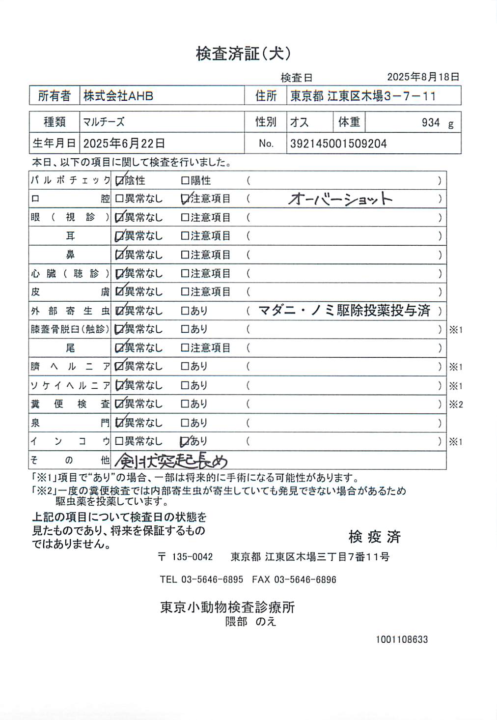 マルチーズ