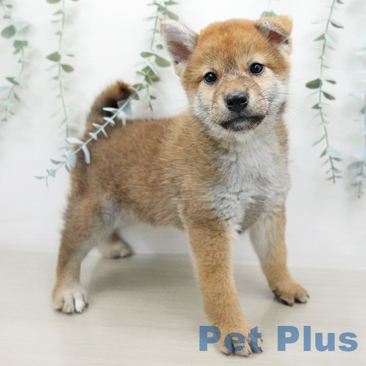 千葉県の柴犬(標準サイズ) (ペットプラス船橋店/2025年6月23日生まれ/女の子/赤)の子犬の1枚目の画像