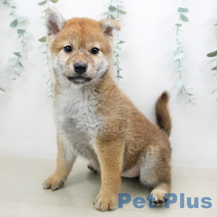 千葉県の柴犬(標準サイズ) (ペットプラス船橋店/2025年6月23日生まれ/女の子/赤)の子犬の2枚目の画像