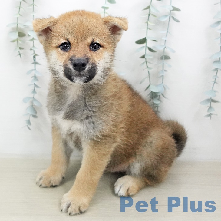 埼玉県の柴犬(標準サイズ) (ペットプラス上尾店/2025年6月22日生まれ/男の子/赤)の子犬の1枚目の画像