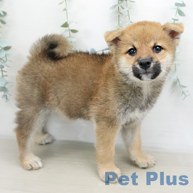 埼玉県の柴犬(標準サイズ) (ペットプラス上尾店/2025年6月22日生まれ/男の子/赤)の子犬の2枚目の画像