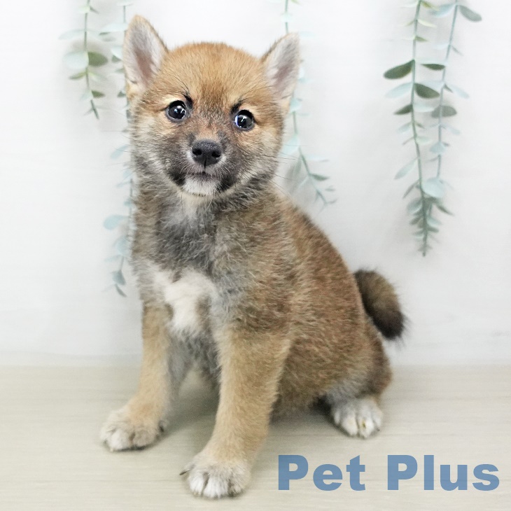 宮城県の柴犬(標準サイズ) (ペットプラス仙台泉大沢店/2025年6月22日生まれ/女の子/赤)の子犬