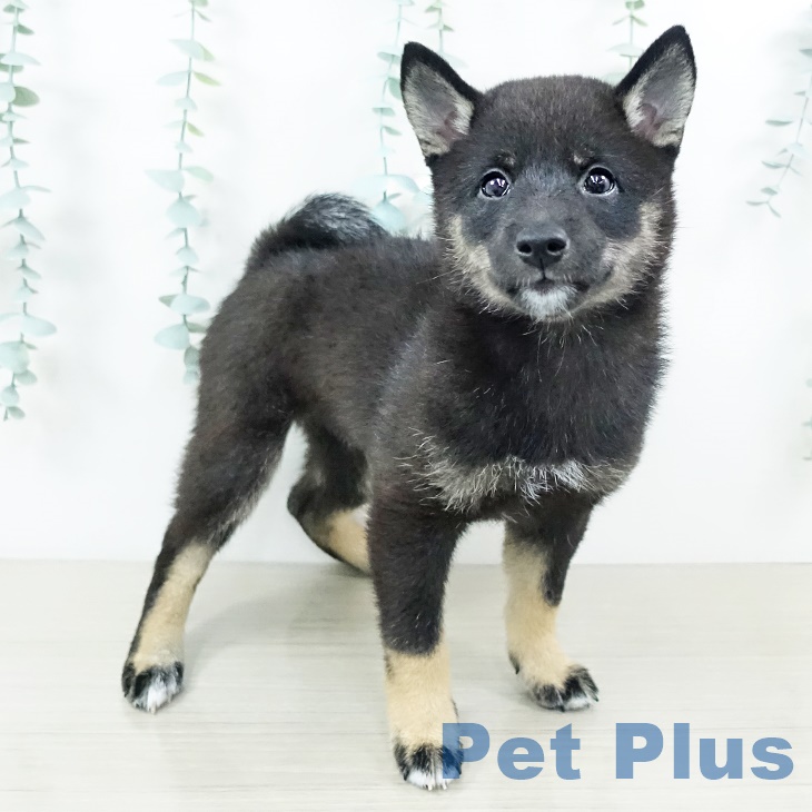 神奈川県の柴犬(標準サイズ) (ペットプラス座間店/2025年6月22日生まれ/女の子/黒)の子犬の1枚目の画像