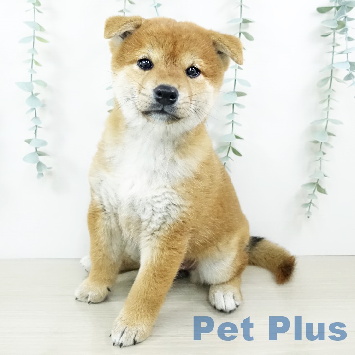 神奈川県の柴犬(標準サイズ) (ペットプラス天王町店/2025年6月24日生まれ/女の子/赤)の子犬の1枚目の画像