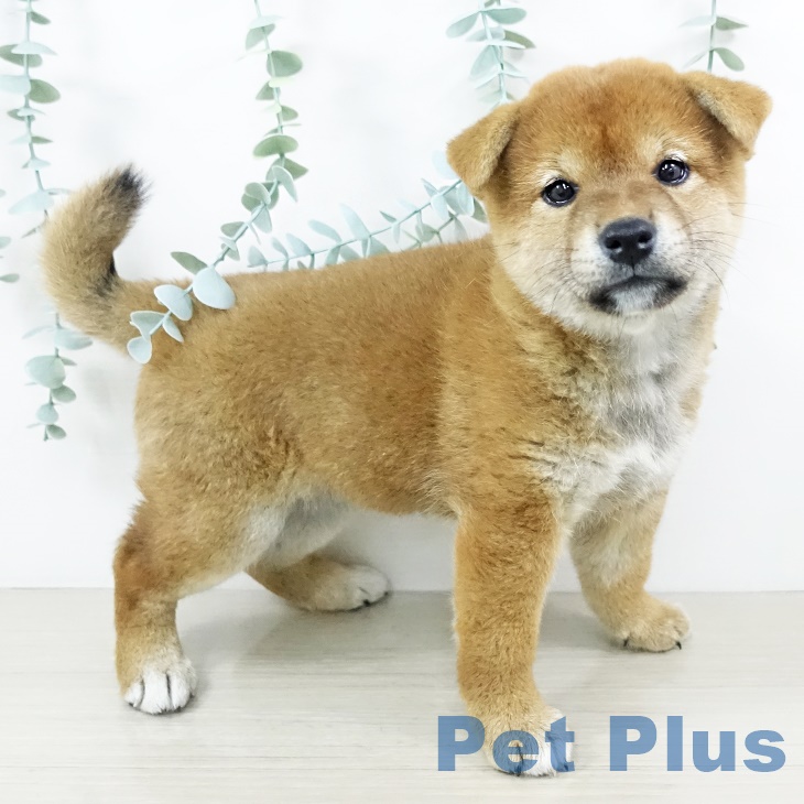 福島県の柴犬(標準サイズ) (ペットプラス福島店/2025年6月24日生まれ/女の子/赤)の子犬の1枚目の画像
