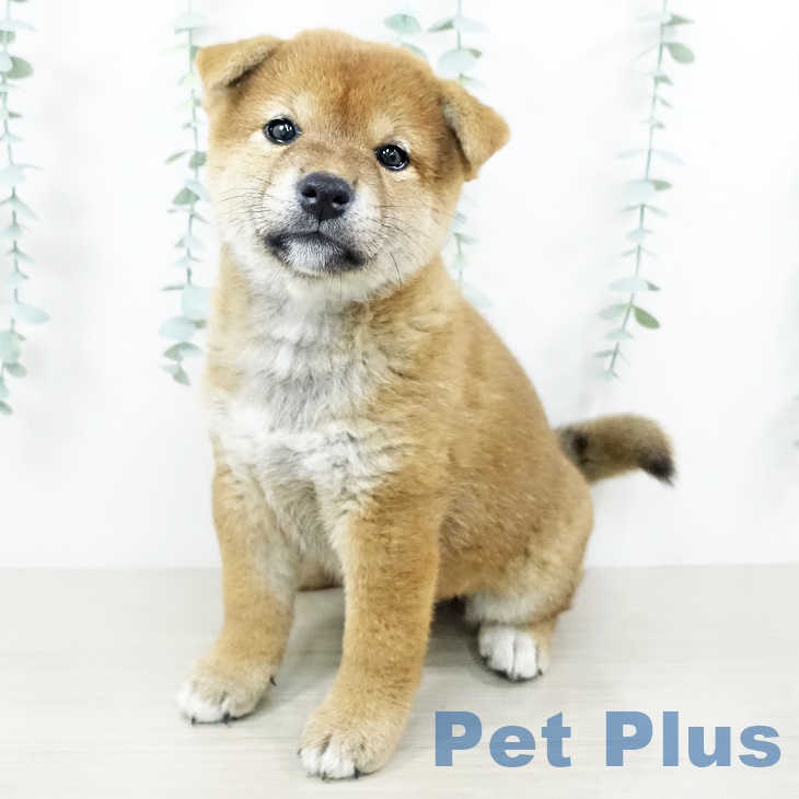 福島県の柴犬(標準サイズ) (ペットプラス福島店/2025年6月24日生まれ/女の子/赤)の子犬の2枚目の画像