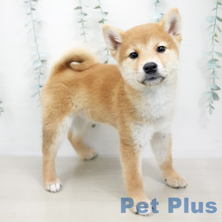 東京都の柴犬(標準サイズ) (ペットプラスMARK IS 葛飾かなまち店/2025年6月25日生まれ/女の子/赤)の子犬の2枚目の画像