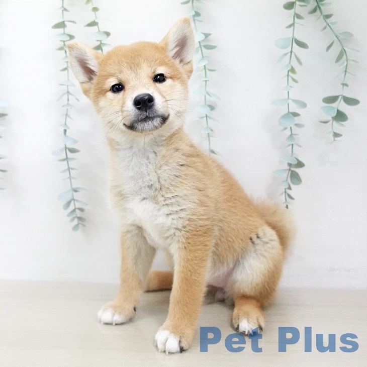 宮城県の柴犬(標準サイズ) (ペットプラス仙台泉大沢店/2025年6月25日生まれ/女の子/赤)の子犬