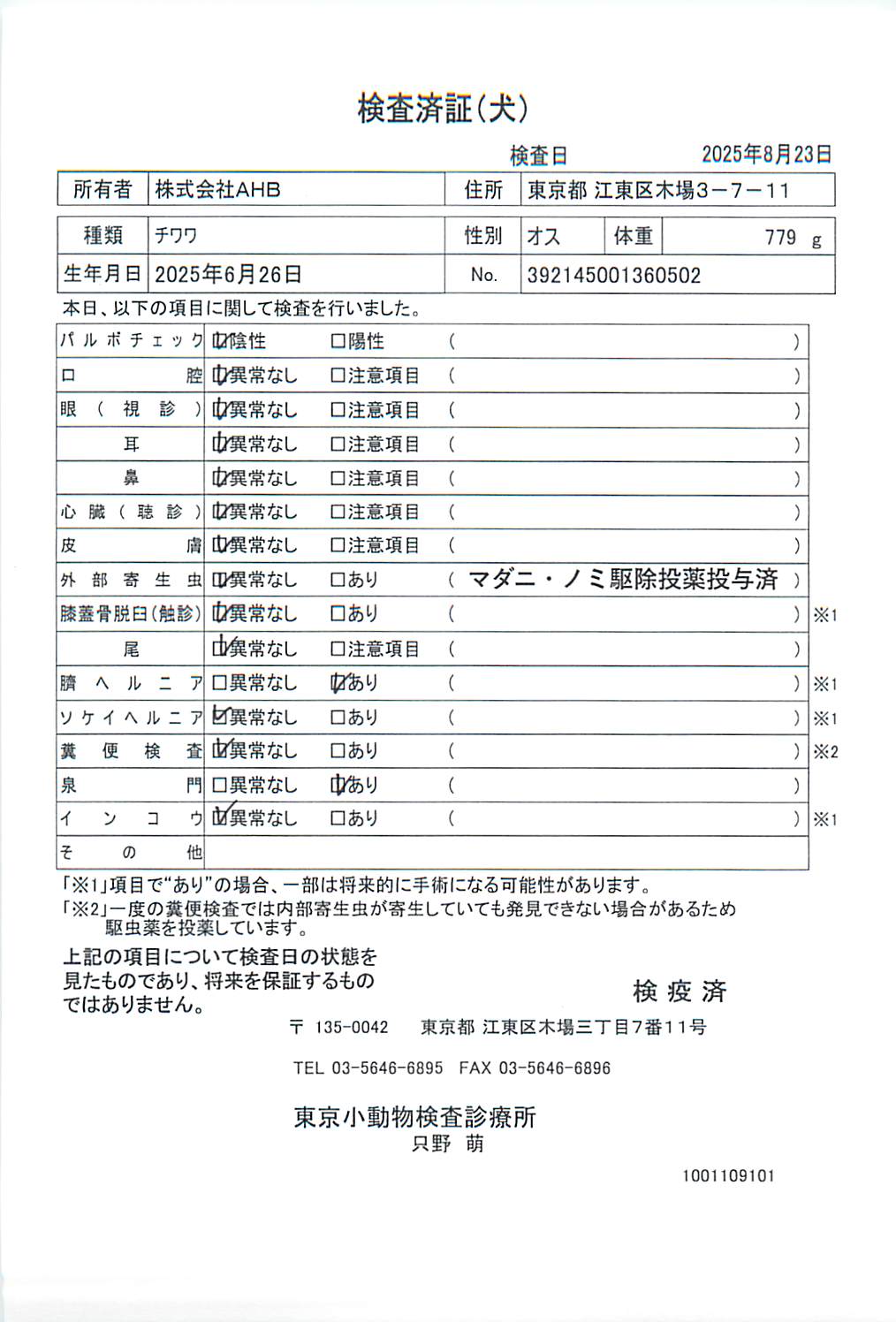 チワワ