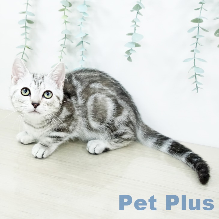 長野県のマンチカン (ペットプラス長野店/2025年6月6日生まれ/女の子/シルバーパッチドタビー)の子猫の1枚目の画像