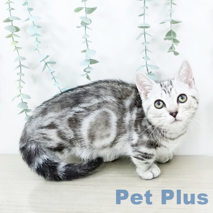 長野県のマンチカン (ペットプラス長野店/2025年6月6日生まれ/女の子/シルバーパッチドタビー)の子猫の2枚目の画像