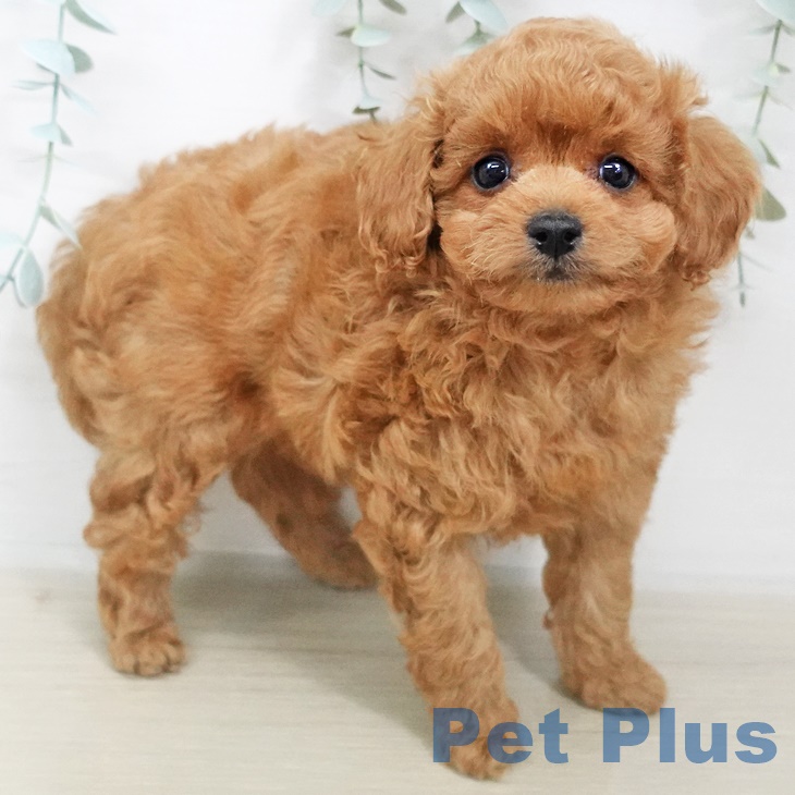 埼玉県のトイプードル(トイ) (ペットプラス羽生店/2025年6月26日生まれ/男の子/レッド)の子犬