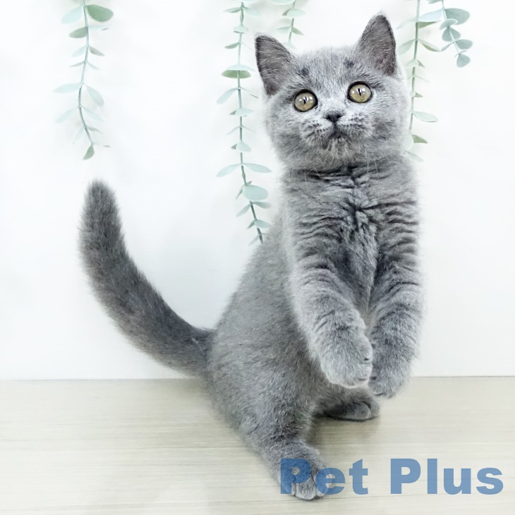 ブリティッシュショートヘアの写真2