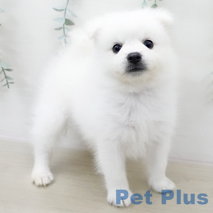 福島県の日本スピッツ (ペットプラス福島店/2025年6月25日生まれ/女の子/ホワイト)の子犬の1枚目の画像
