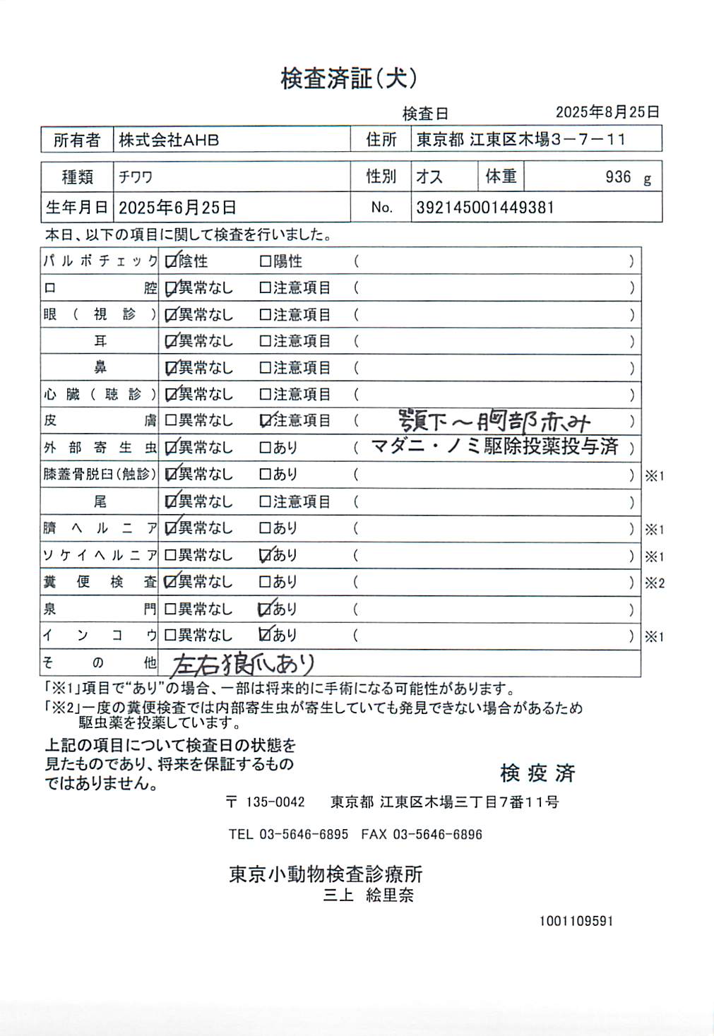 チワワ