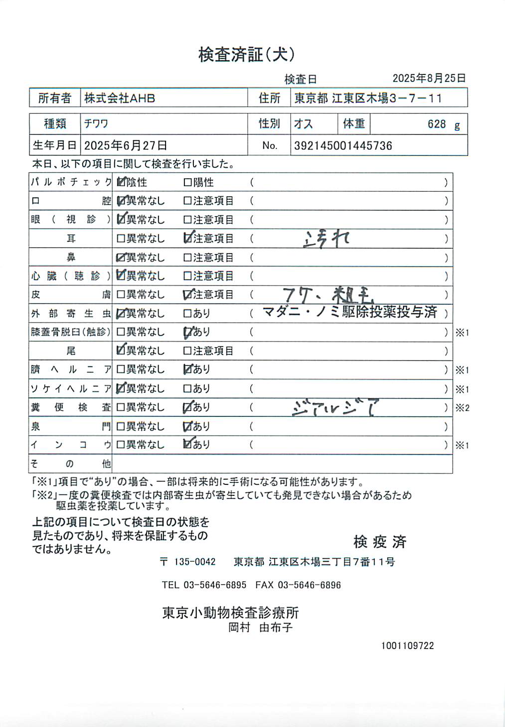 チワワ