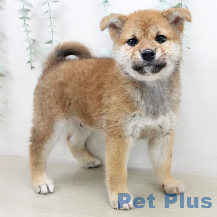 埼玉県の柴犬(標準サイズ) (ペットプラス上尾店/2025年7月1日生まれ/男の子/赤)の子犬の1枚目の画像