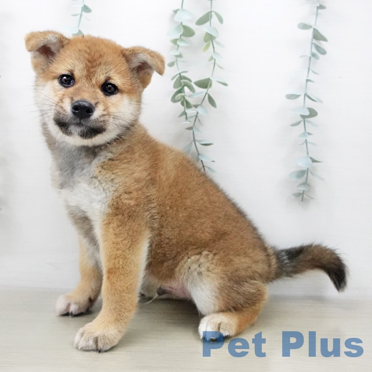 埼玉県の柴犬(標準サイズ) (ペットプラス上尾店/2025年7月1日生まれ/男の子/赤)の子犬の2枚目の画像