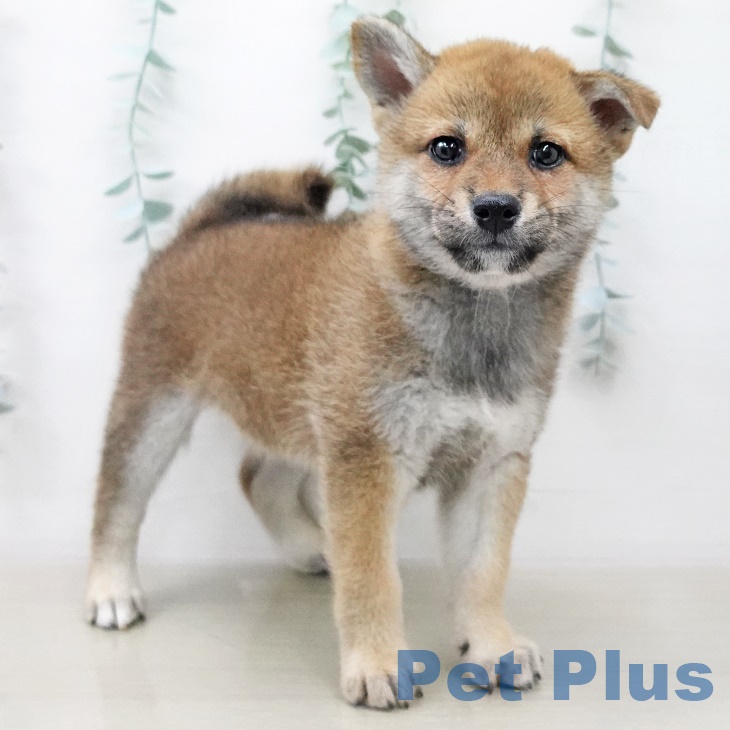 福岡県の柴犬(標準サイズ) (ペットプラス八幡東店/2025年7月1日生まれ/女の子/赤)の子犬の1枚目の画像