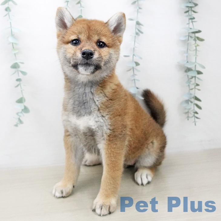 沖縄県の柴犬(標準サイズ) (ペットプラス沖縄ライカム店/2025年7月1日生まれ/女の子/赤)の子犬の1枚目の画像