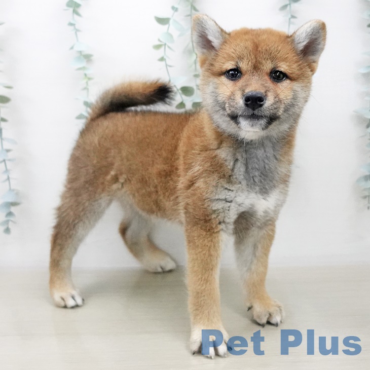 沖縄県の柴犬(標準サイズ) (ペットプラス沖縄ライカム店/2025年7月1日生まれ/女の子/赤)の子犬の2枚目の画像
