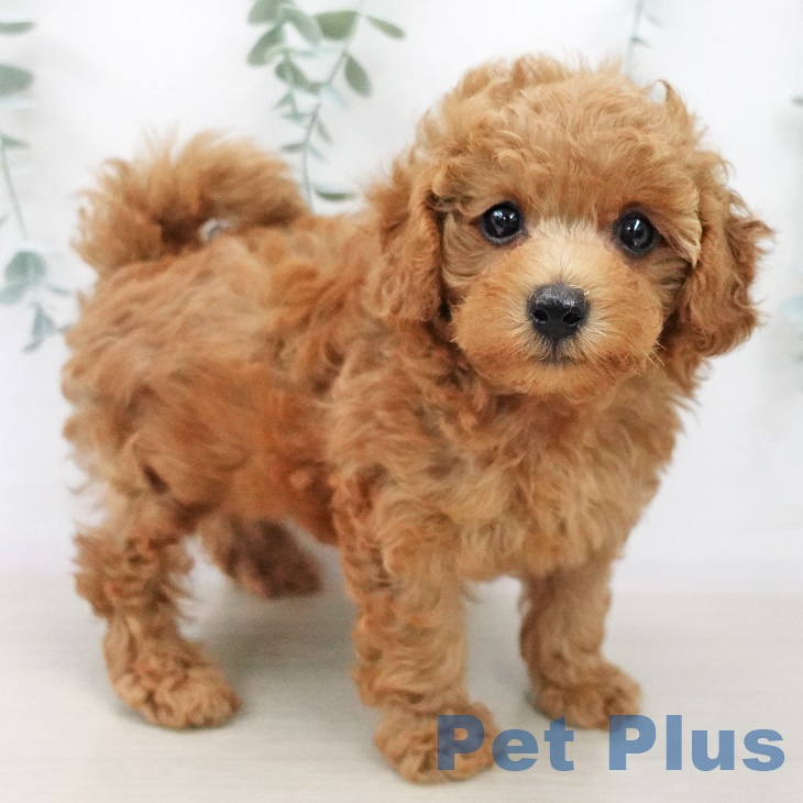 茨城県のトイプードル(トイ) (ペットプラスつくば店/2025年7月1日生まれ/男の子/レッド)の子犬の1枚目の画像
