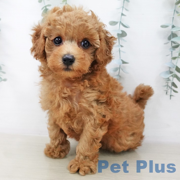 茨城県のトイプードル(トイ) (ペットプラスつくば店/2025年7月1日生まれ/男の子/レッド)の子犬の2枚目の画像