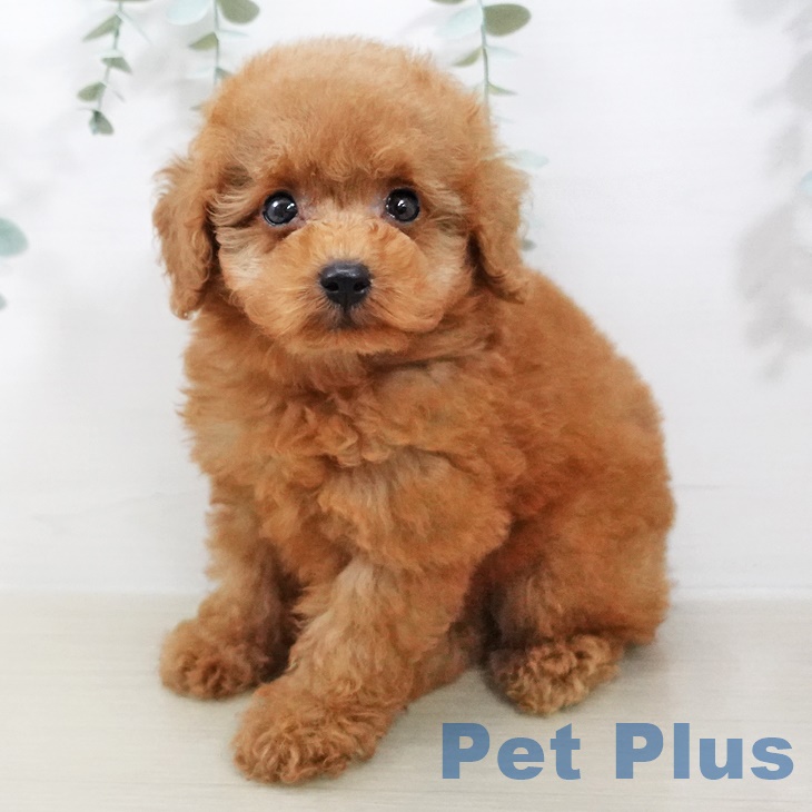 宮城県のトイプードル(トイ) (ペットプラス名取店/2025年7月1日生まれ/男の子/アプリコット)の子犬