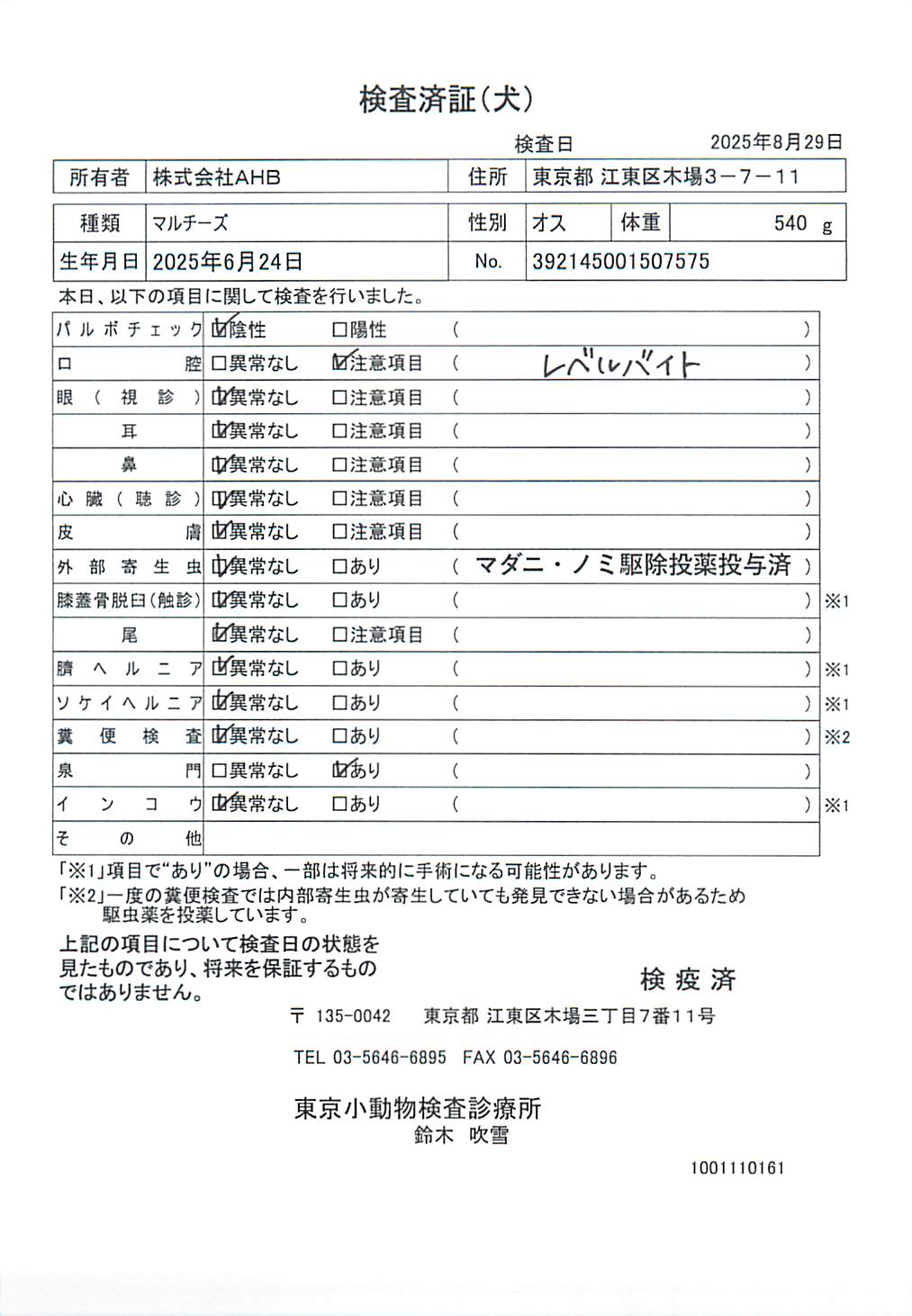 マルチーズ