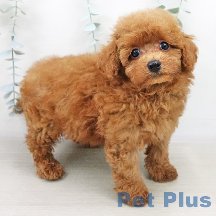 東京都のトイプードル(トイ) (ペットプラス板橋店/2025年6月26日生まれ/男の子/レッド)の子犬の1枚目の画像