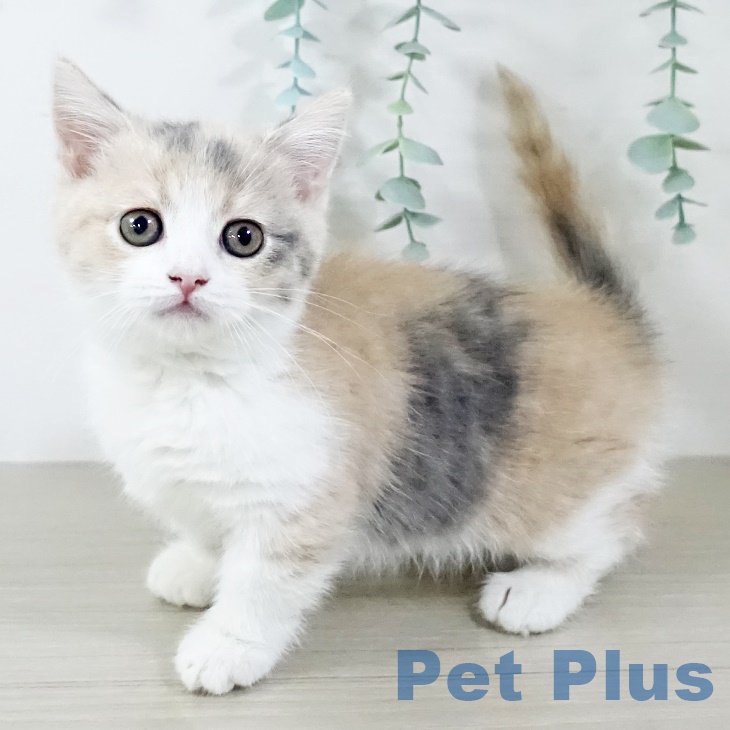 茨城県のマンチカン (ペットプラスつくば店/2025年7月2日生まれ/女の子/ダイリュートキャリコ)の子猫の1枚目の画像