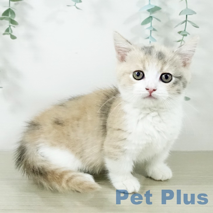 茨城県のマンチカン (ペットプラスつくば店/2025年7月2日生まれ/女の子/ダイリュートキャリコ)の子猫の2枚目の画像